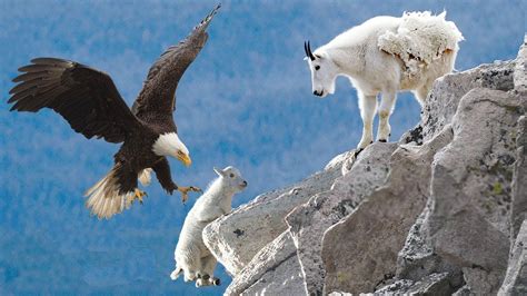 AMAZING EAGLE CATCH BABY MOUNTAIN GOAT IN NORTH AMERICA | Life Of ...