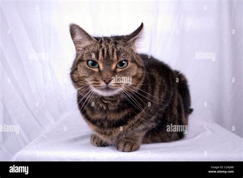 Mackerel tabby cat hi-res stock photography and images - Alamy