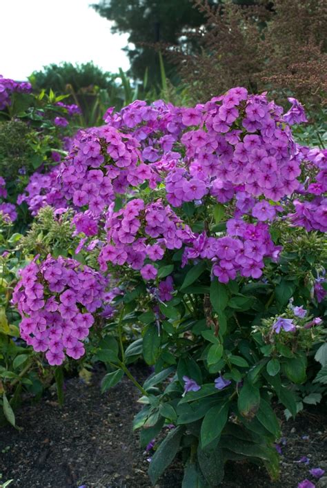 Phlox paniculata 'Purple Flame™' | Garden Phlox | Ebert's Greenhouse