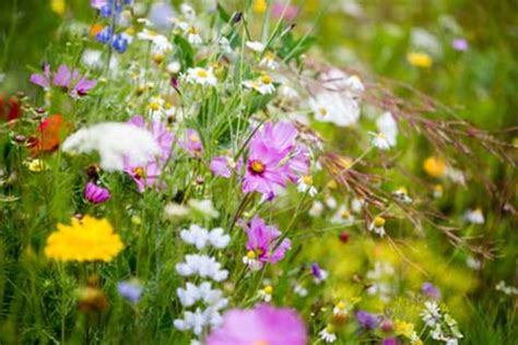 Meadow Garden Prep, Planting and Care - Horticulture