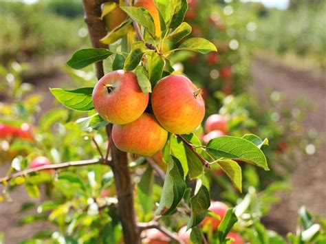 Fruit Trees That Grow Fast (And Produce Fast) | Gardening Know How