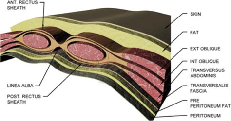 [DIAGRAM] Layers Of Abdominal Wall Diagram - MYDIAGRAM.ONLINE