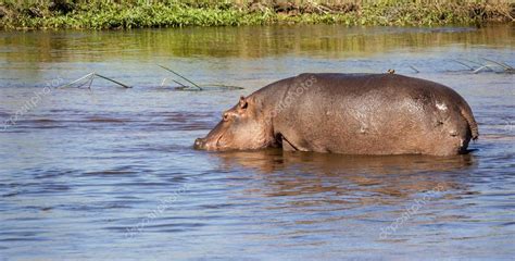 Hippopotamus drinking water — Stock Photo © Imagecom #31389335