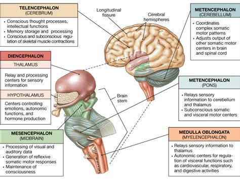 Brain Anatomy and Function