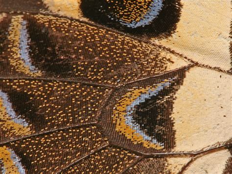File:Butterfly Wing close-up.jpg - Wikimedia Commons
