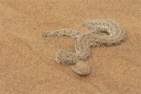 Puff Adder | The Animal Facts | Appearance, Habitat, Diet, Lifespan