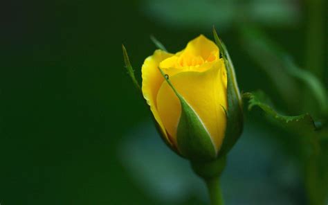 Single Yellow Rose Wallpaper