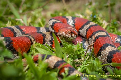 Red Milk Snake | Red Milk Snake (Lampropeltis triangulum sys… | Jeremy ...