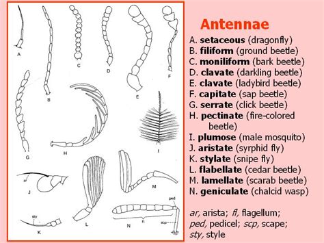 External morphology of insects