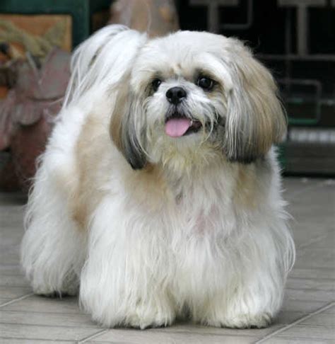 Lhasa Apso - Puppies, Rescue, Pictures, Information, Temperament ...