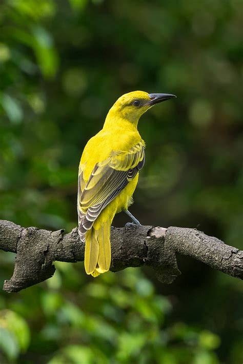 Flickriver: Photoset 'Black-Naped Oriole' by wokoti