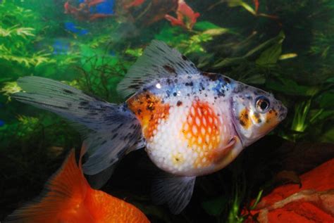 Pearlscale Goldfish: Caring for this Jewel of a Fish • Fish Tank Advisor