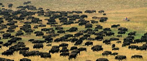 Strands of Undesirable DNA Roam With Buffalo - The New York Times