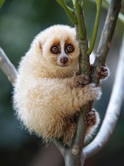 The smiling Loris | Unusual animals, Pretty animals, Most beautiful animals