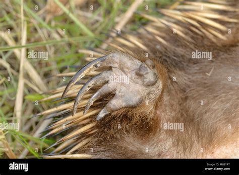 Echidna eggs hi-res stock photography and images - Alamy