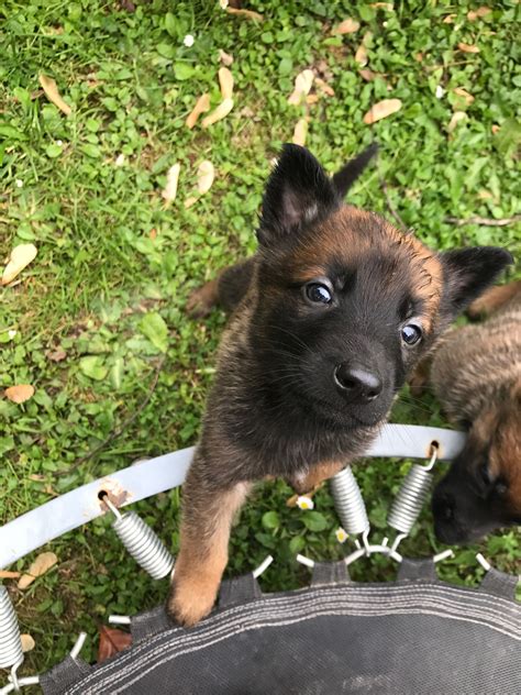 Belgian Shepherd puppy | Cuccioli