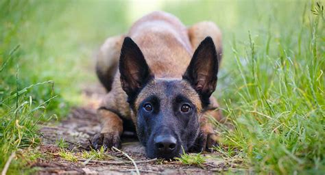 Belgian Malinois Temperament Traits, Personality and Behavior