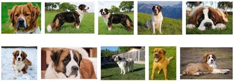 15 Saint Bernard Mixes (With Pictures) - Pet Care Stores