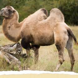 Bactrian Camel