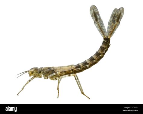 Damselfly Larvae High Resolution Stock Photography and Images - Alamy