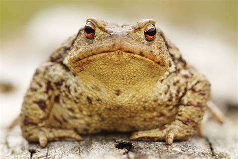 Ugly Toad Pic Stock Photos, Pictures & Royalty-Free Images - iStock