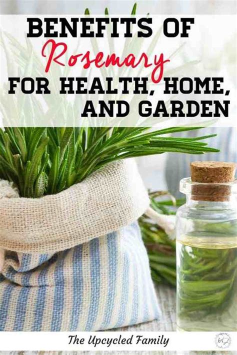 Unique benefits of rosemary for health, home, and garden - The Upcycled Family