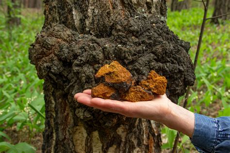 Chaga Mushroom – The Antioxidant Powerhouse Benefits