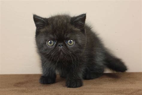 Black Exotic Shorthair Kitten | Exotic cats, Exotic shorthair cat, Exotic shorthair kitten