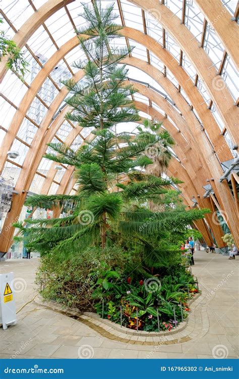 Winter Gardens in the City Center of Sheffield, UK Editorial ...