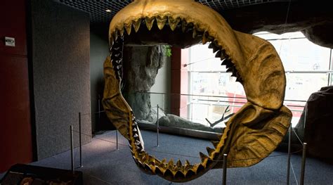 Enormous teeth of ancient 60ft megalodon shark found on NC beaches — RT ...