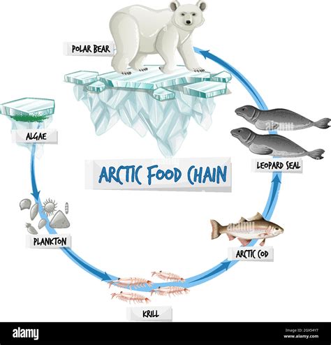 Arctic Food Chain Diagram Concept Stock Vector Image & Art - Alamy