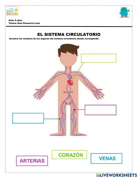 the circulatorio and its major branches are labeled in this diagram ...