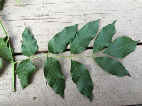 Trees of Santa Cruz County: Fraxinus ornus - Flowering Ash