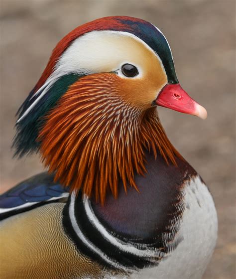 Male mandarin duck | Wild mandarin duck on the banks of Loch… | Flickr