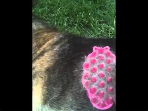5 Best Dog Brushes For Short Hair [2023 Review] See Our Top Picks!
