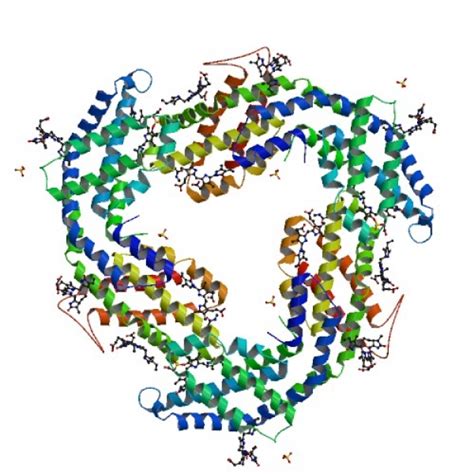 B-Phycoerythrin (B-PE) Fluorescent Protein (10mg: Part B-PE-FIVE)