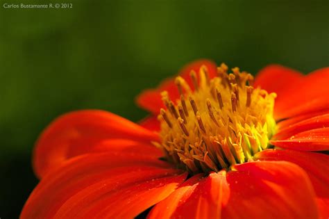 Red + Green + Yellow contrast | Carlos Bustamante Restrepo | Flickr