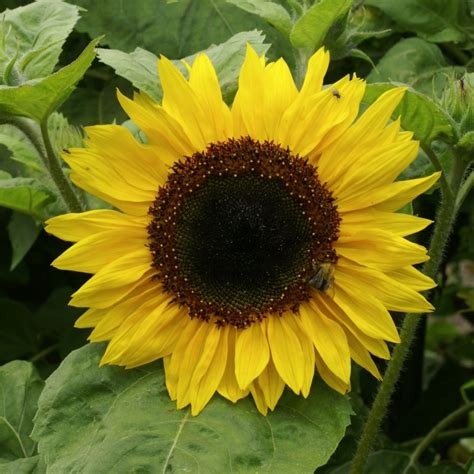 Annual Sunflower - Pawnee Buttes Seed Inc.