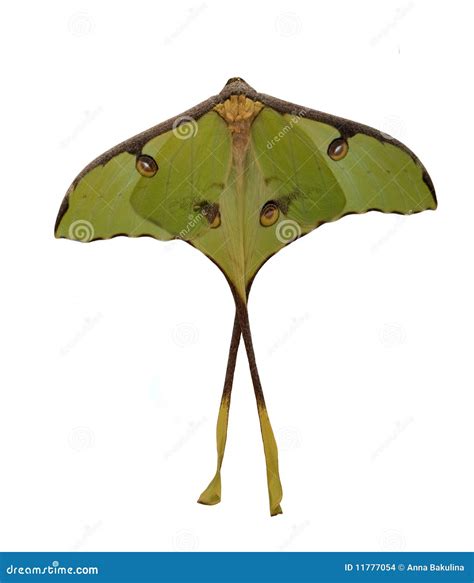 The Luna Moth (Actias Luna) Stock Photo - Image of blue, close: 11777054