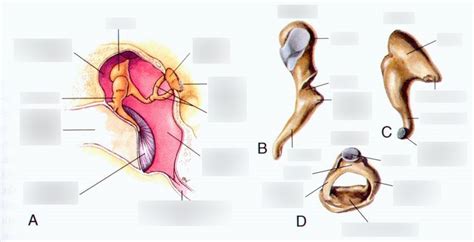 Ossicles Diagram | Quizlet