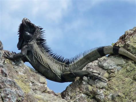 New species of black iguana is discovered