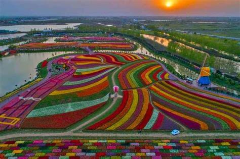 Beautiful tulip fields in Holland : r/Damnthatsinteresting