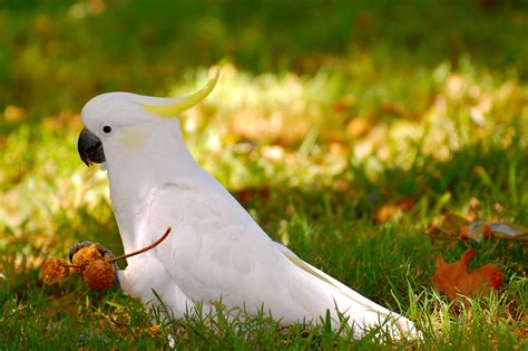 cockatoo, Parrot, Bird, Tropical, 94 Wallpapers HD / Desktop and Mobile Backgrounds