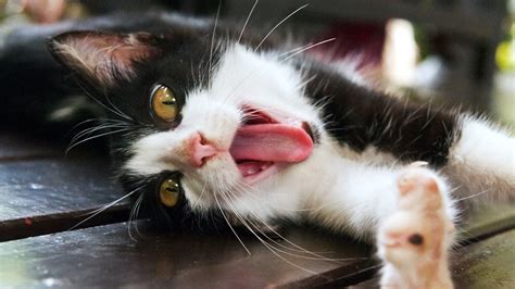 Is A Cats Tongue Hairy? Uncovering The Feline Mystery