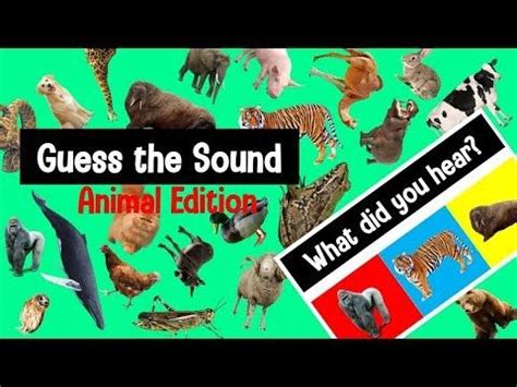 Guess the Animal Sound Game | Animal Sounds Quiz - YouTube | Animal ...