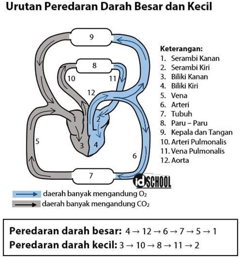 Gambar Sistem Peredaran Darah Besar – analisis