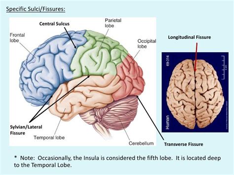 Frontal lobe