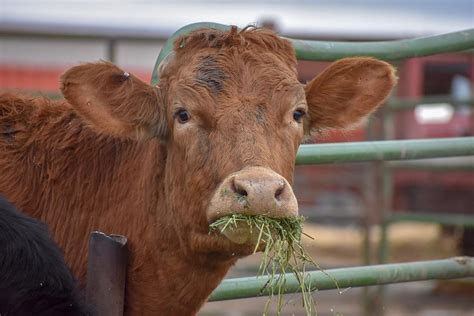 Cow Eating Hay Photograph by Riley Bradford - Fine Art America