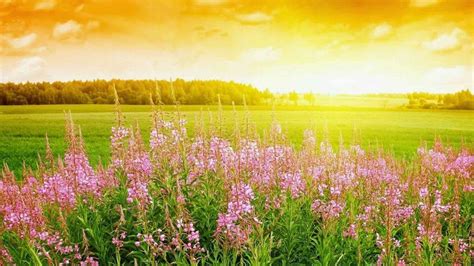 Plants With Flowers Grass Field During Sunset With Landscape View Of ...