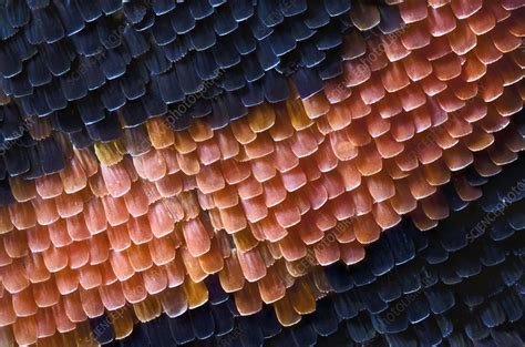 Butterfly wing scales - Stock Image - C011/8171 - Science Photo Library